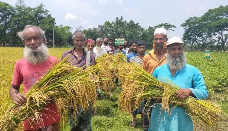 বাউ ধান৩