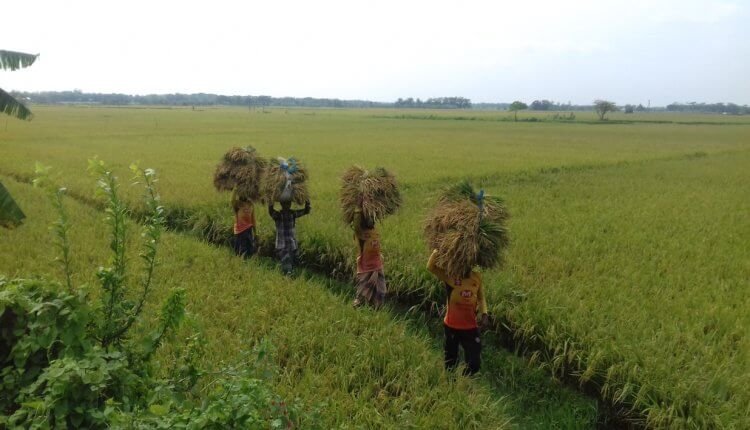 রোগ মুক্ত ধান