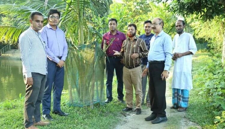 খাটো জাতের নারিকেল