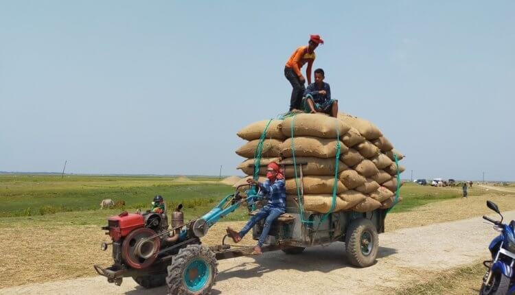 সোনালি ফসল